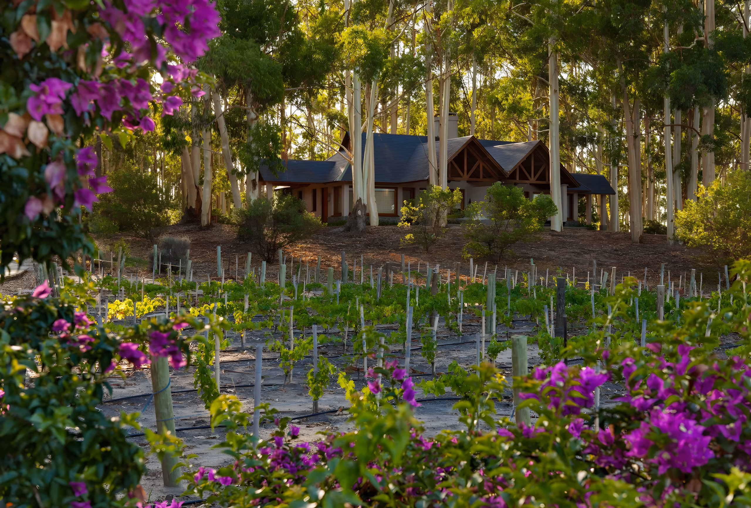 Carmelo Resort & Spa